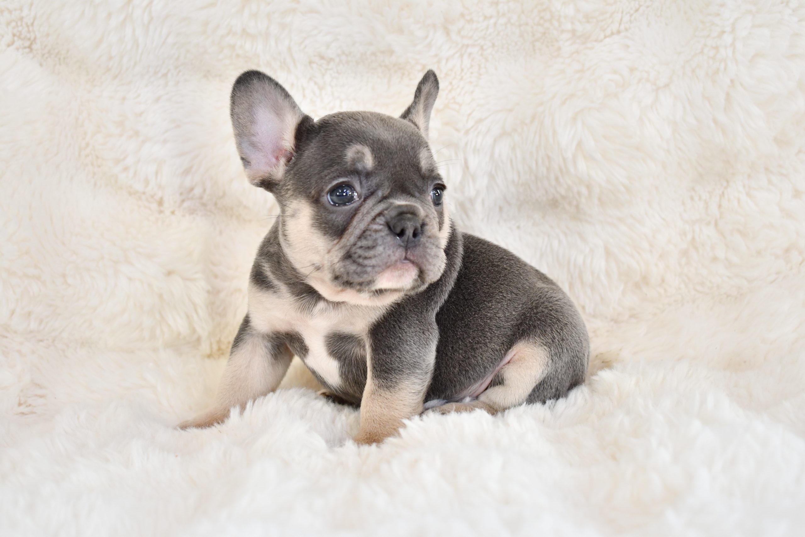 Tan French Fawn White French Bulldog And Tan Bulldog Frances Fawn