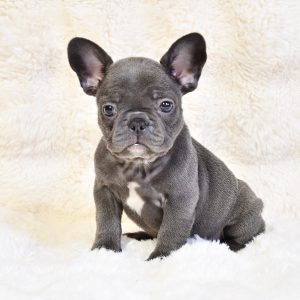 A small gray French Bulldog puppy with large ears sits on a fluffy white background. It has a slight white patch on its chest and gazes curiously at the camera. This RESERVED puppy is perfect for anyone seeking French Bulldog puppies for sale in San Diego, offering undeniable charm.