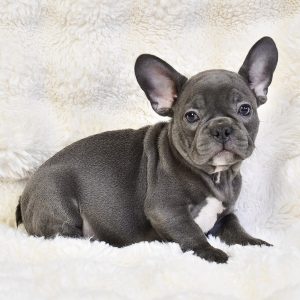A small gray French Bulldog puppy with large ears sits on a soft cream-colored blanket, gazing at the camera. Discover adorable French Bulldog puppies like RESERVED for sale in San Diego.