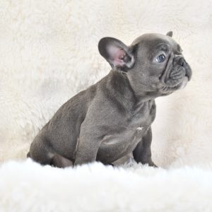 A RESERVED gray French Bulldog puppy, similar to those available in San Diego, rests on a fluffy white blanket. It looks to the right with its ears perked up, set against a soft textured background that enhances the cozy and serene ambiance.