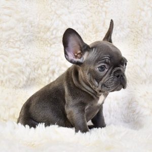 French Bulldog Puppies For Sale San Diego