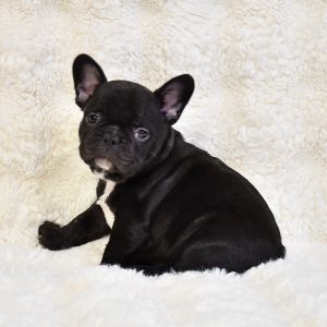 A small Midnight Black Brindle Female French Bulldog puppy with upright ears sits on a fluffy white blanket, turning its head to gaze at the camera. If youre searching for French Bulldog puppies for sale in San Diego, this little one could be your perfect match!.