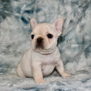 San Diego French Bulldogs – French Bulldog Puppies For Sale