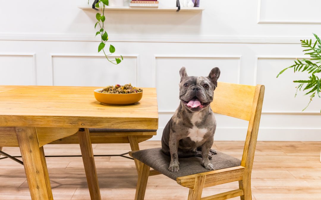 The importance of spaying and neutering your French Bulldog