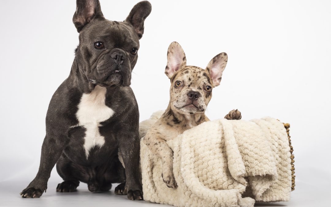 A French Bulldog Puppy is the Perfect Companion for Adams-Normandie Residents!