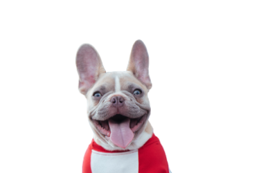 Make the Perfect Addition to Your Family – French Bulldog Puppies for Sale!