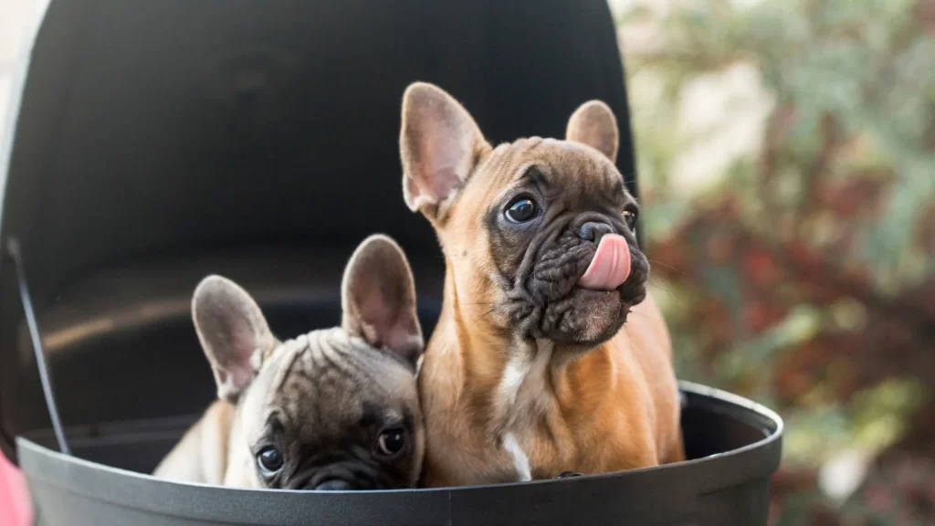Mini french bulldog in baby stroller