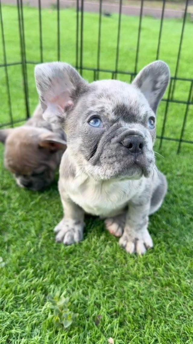 Cheap french bulldog white blue eyes Clearance